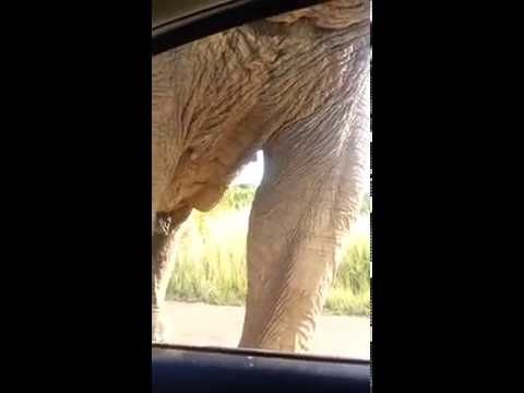 Elefant kuschelt mit Auto - Windschutzscheibe crasht